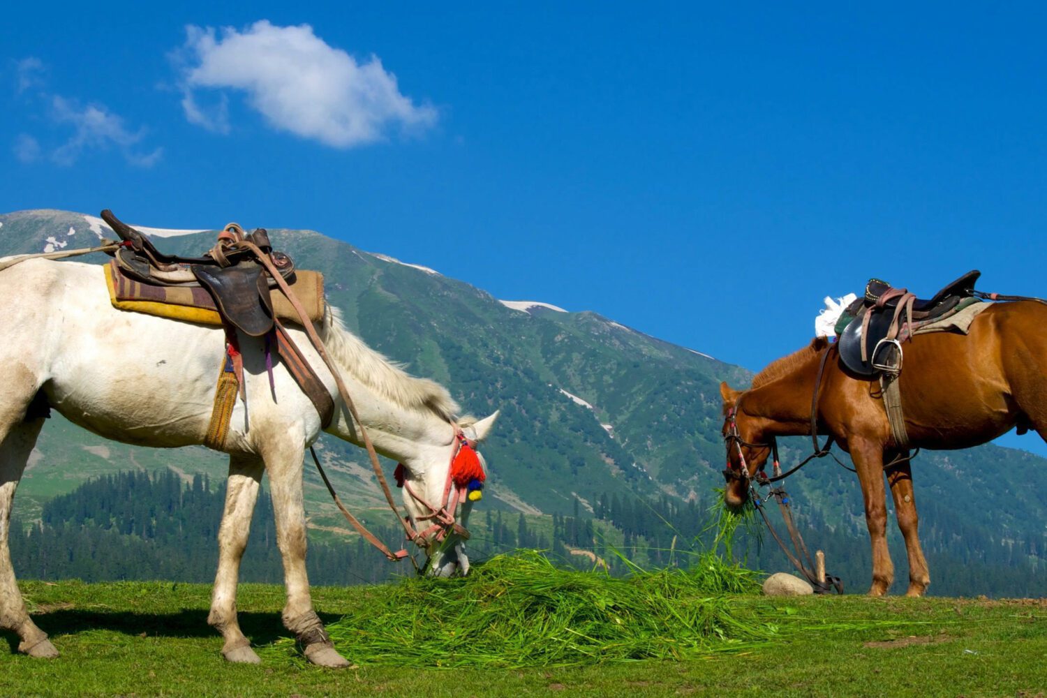 Gulmarg Horse Riding