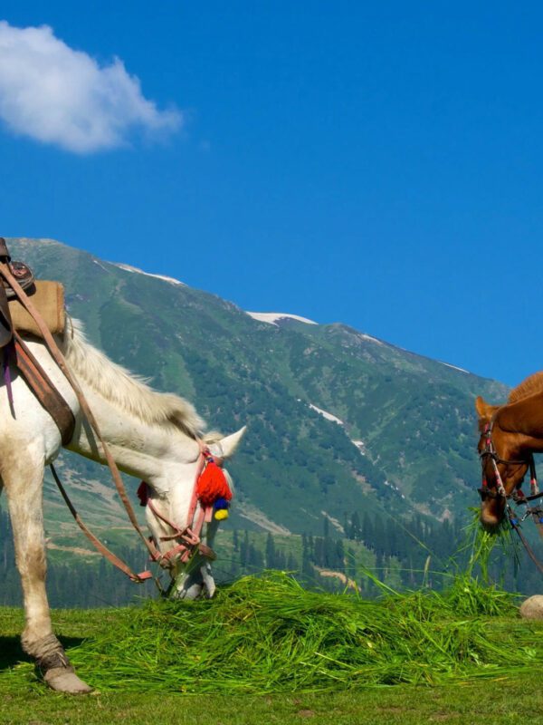 Gulmarg Horse Riding