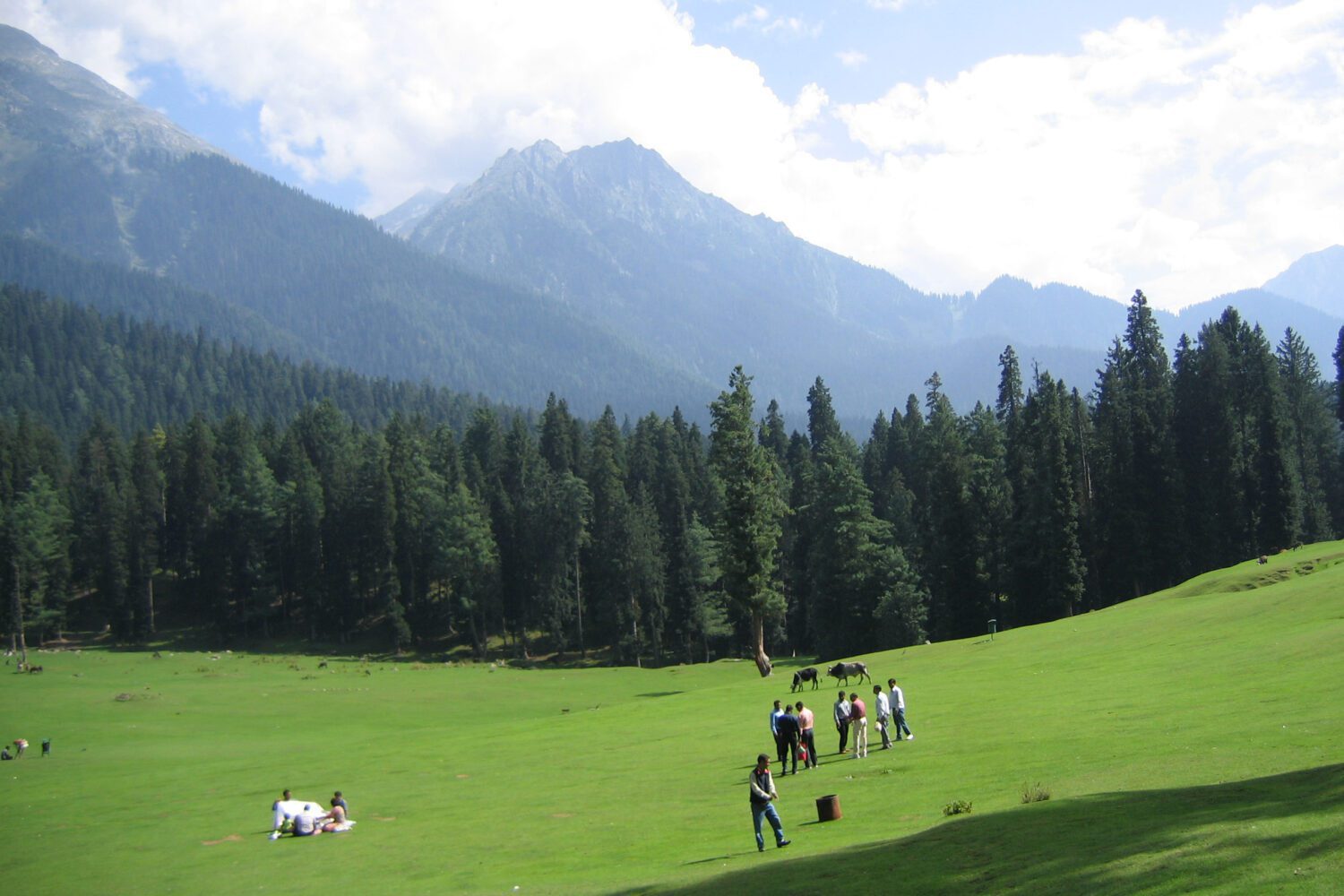 Pine trees Pahalgam